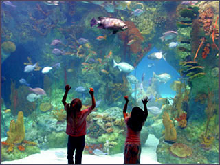 File:Aquarium2.jpg