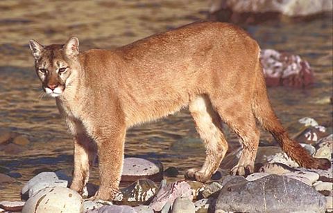 File:Cougar1.jpg