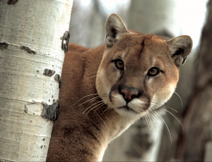 Cougar.jpg