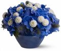 Blueflowers.jpg