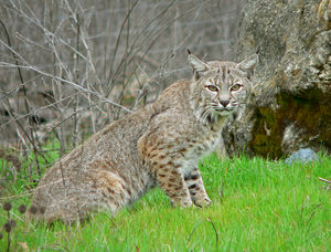 Bobcat.jpg