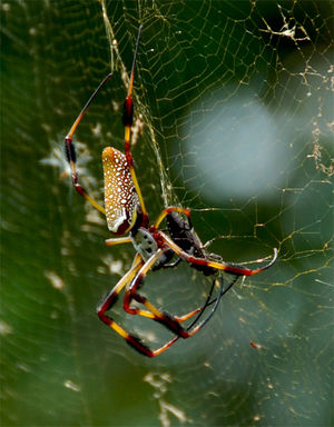 Orb-Weaver.jpg